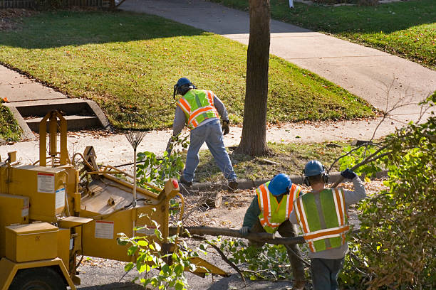 Trusted South Zanesville, OH Tree Services Experts